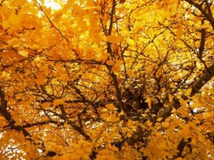 彩り豊かな秋の表情にハッとさせられます。